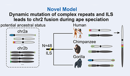 腦智卓越中心孫強(qiáng)團(tuán)隊(duì)合作揭示人類2號染色體融合的起源之謎